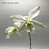 Laelia anceps alba 